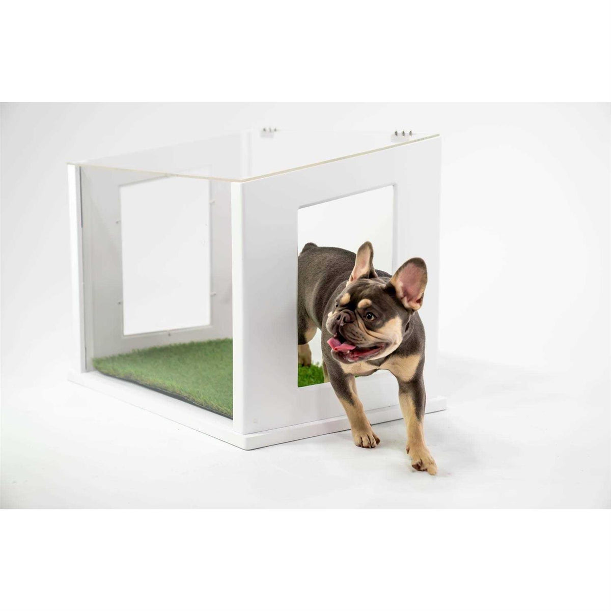 Dog or Cat Potty Y329