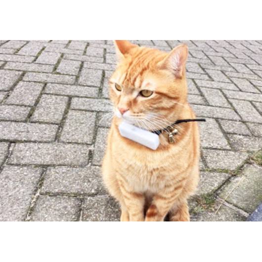 GPS Cat Collar W94686