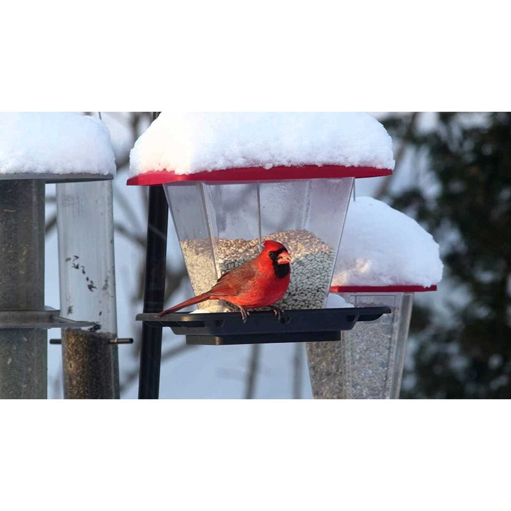 Safflower Bird Seed X92590