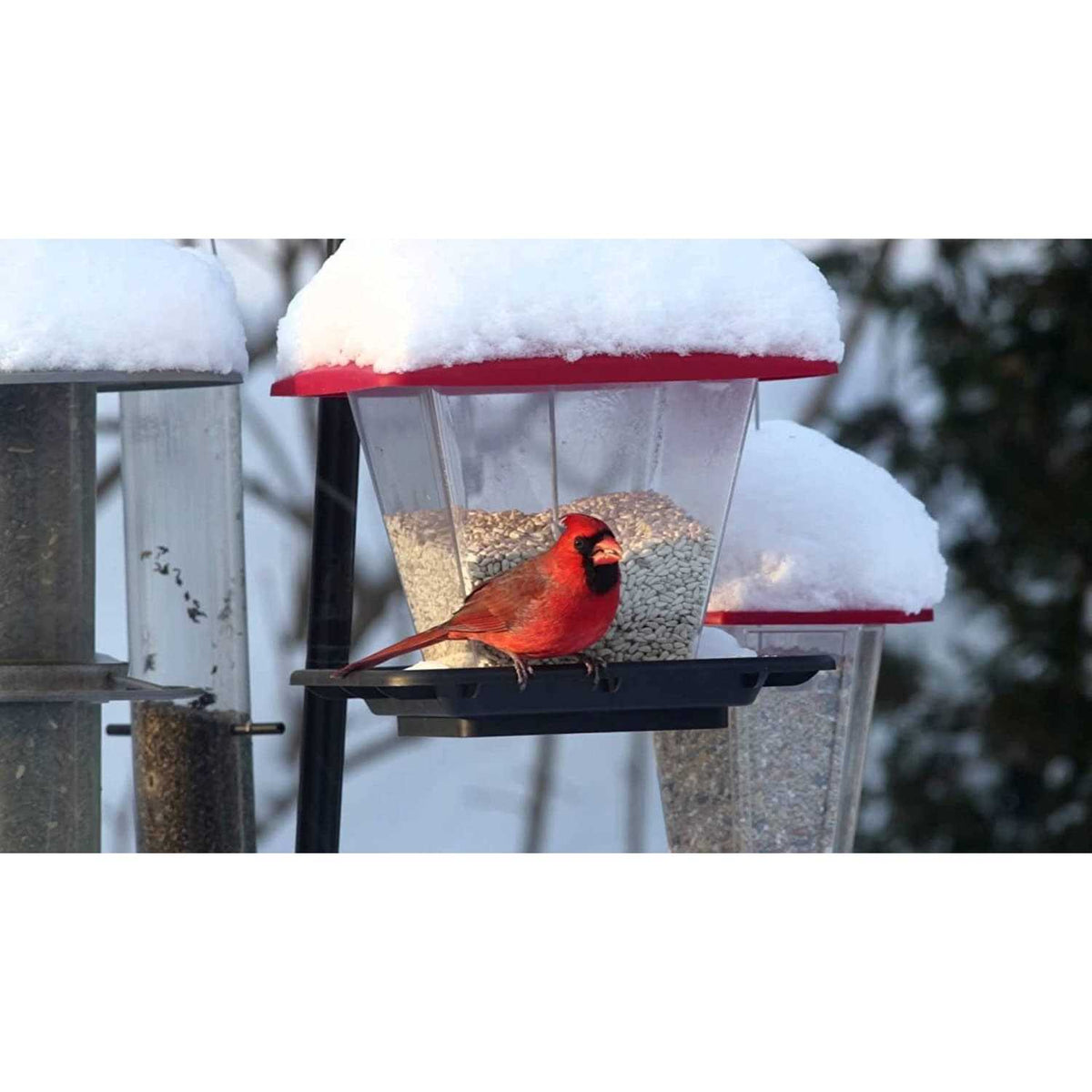 Safflower Bird Seed X92590