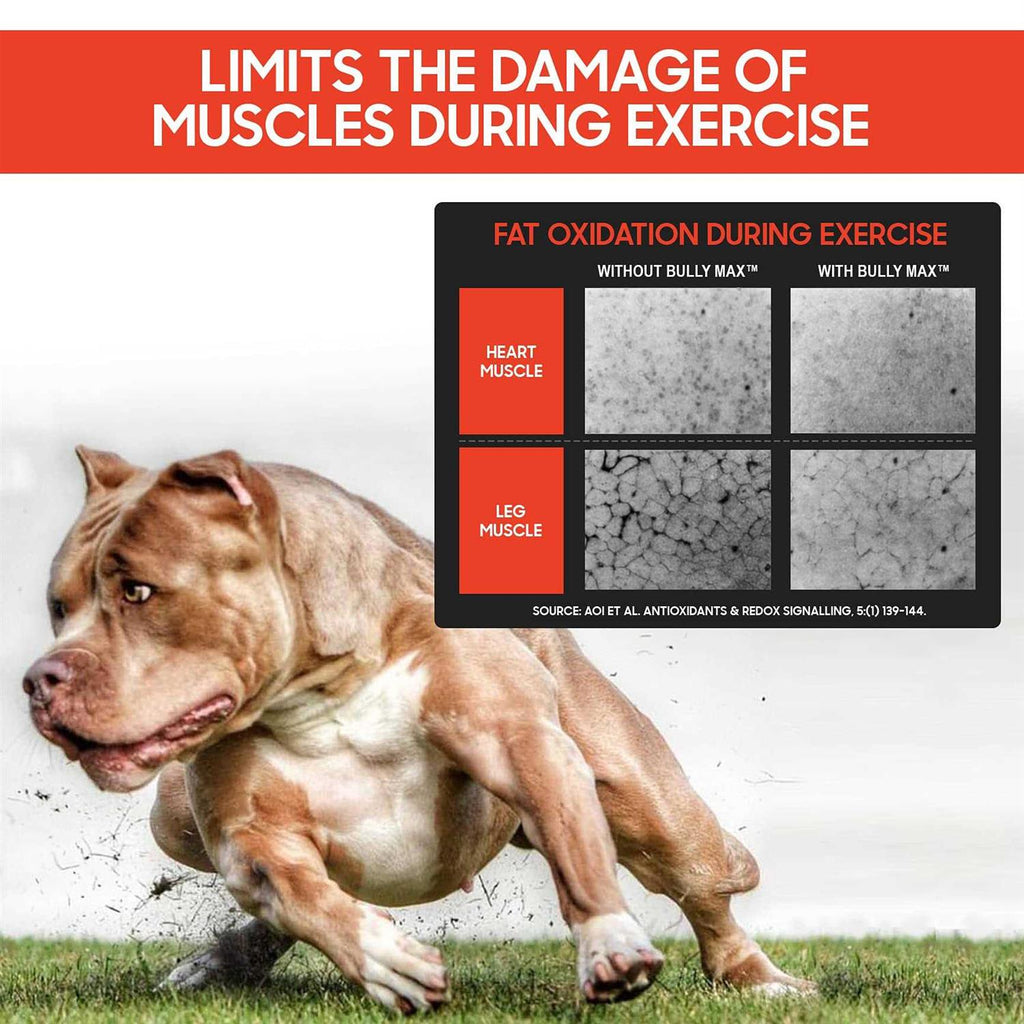 Muscle Builder for Dogs X427