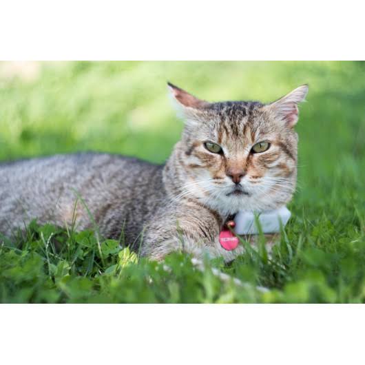 GPS Cat Collar W94686