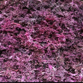 Sea Moss E454