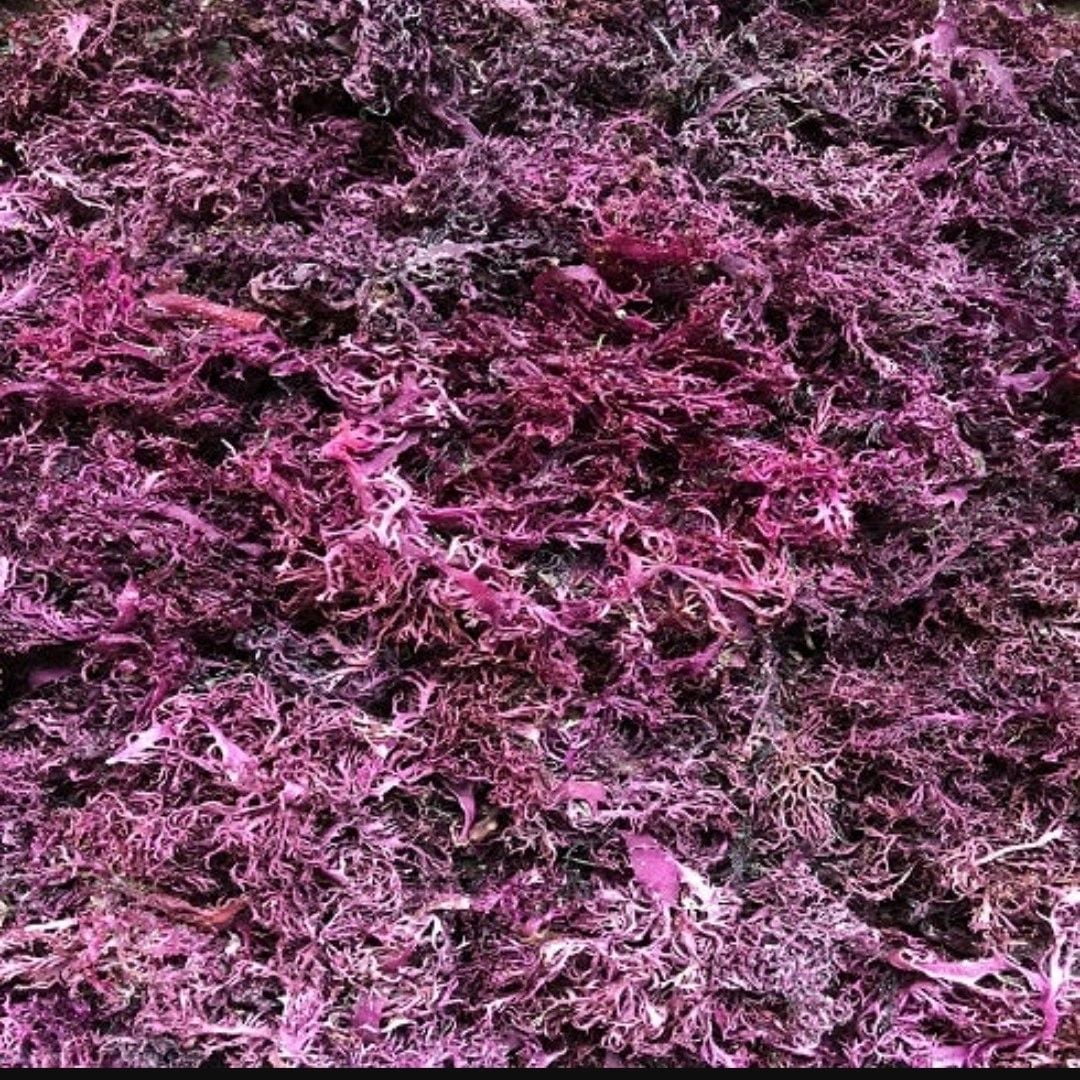 Sea Moss E454