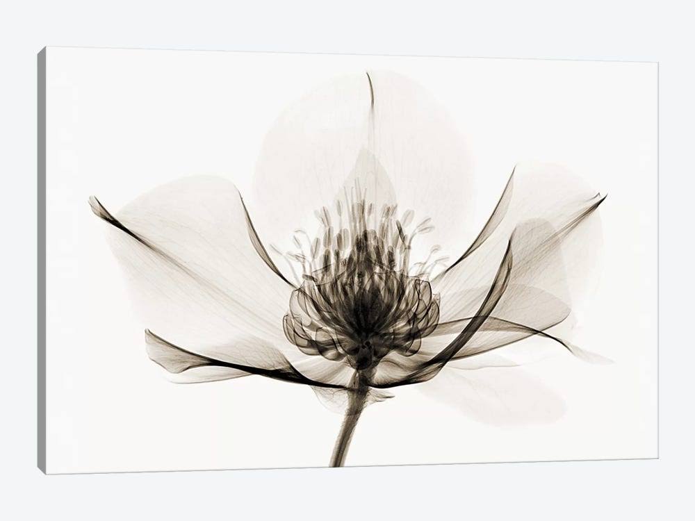 Canvas Wall Decor Prints R792403