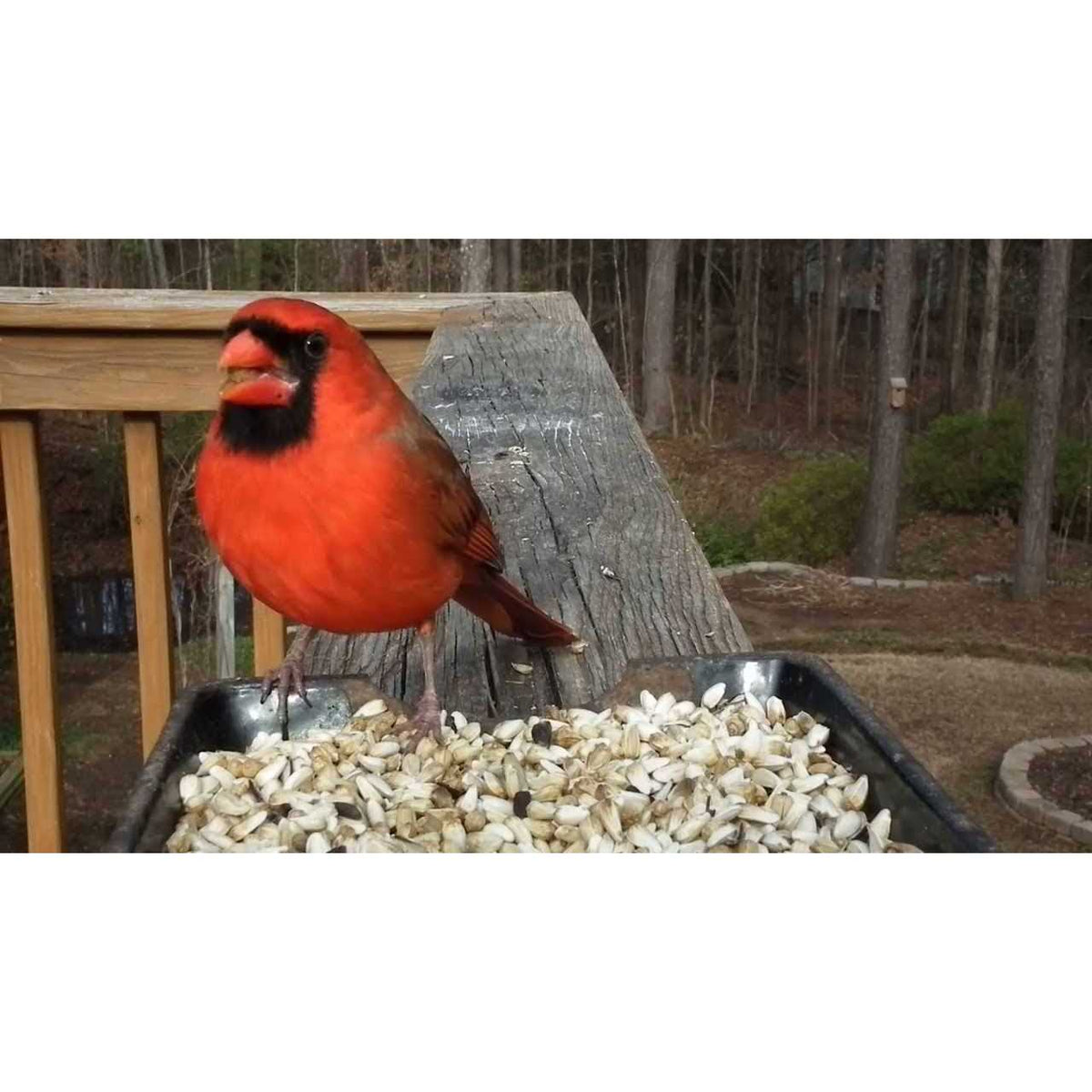 Safflower Bird Seed X92590