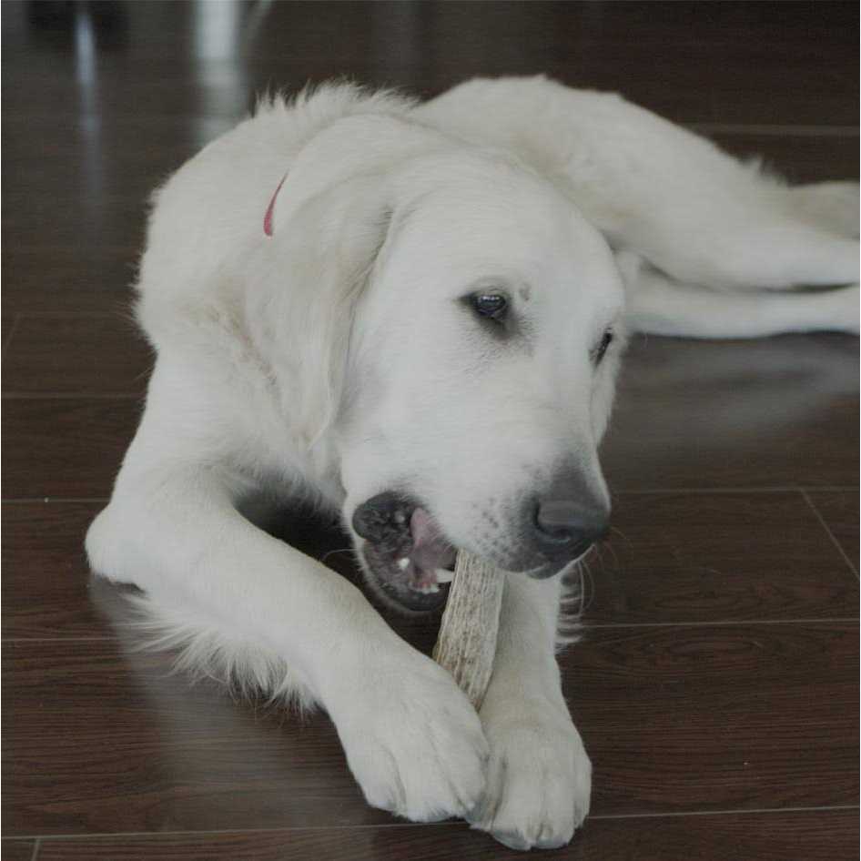 Deer Antler Pet Supplies P75586