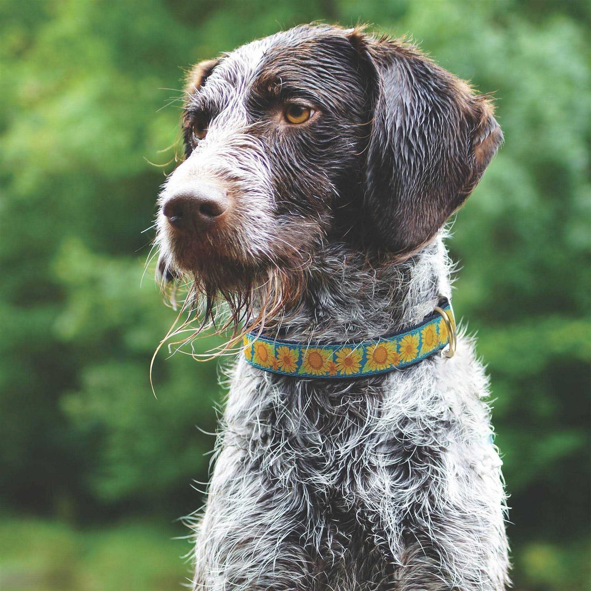 Sunflower Dog Collar T1743